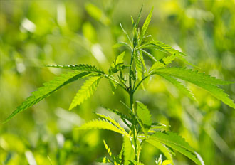 hemp crop rotation makes felisorb cat litter