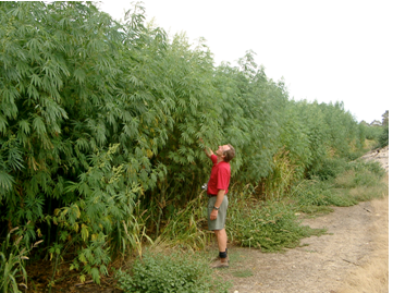felisorb is made from hemp crop
