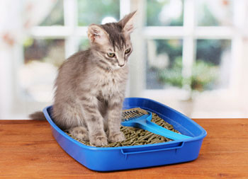felisorb cat litter has low odour