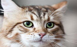 hemp cat litter